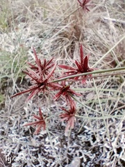 Cyperus semitrifidus