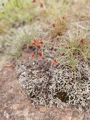 Cyperus semitrifidus