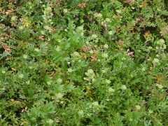 Lepidium lasiocarpum