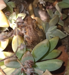 Litoria balatus