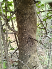 Dolichandrone falcata