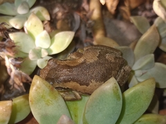 Litoria balatus
