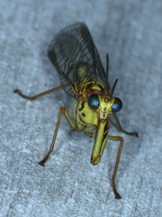 Spaminta minjerribae