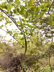 Dolichandrone falcata