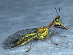 Spaminta minjerribae