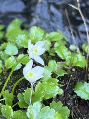 Kumlienia hystricula