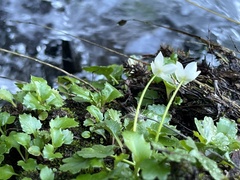 Kumlienia hystricula
