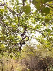 Dolichandrone falcata