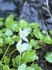 Kumlienia hystricula