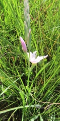 Hesperantha baurii