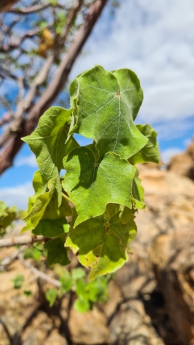 Image of Sterculia africana by (c) Petra Holland, some rights reserved (CC BY)