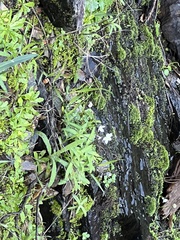 Kumlienia hystricula