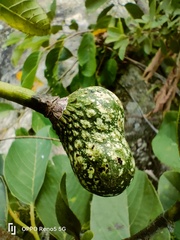 Annona senegalensis