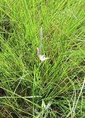 Hesperantha baurii
