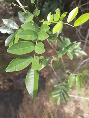 Derris scandens