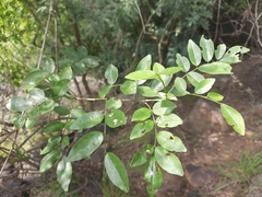 Derris scandens