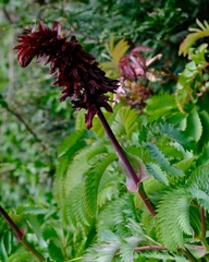 Melianthus major