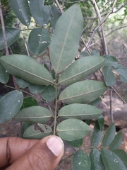 Derris scandens