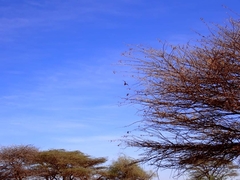 Poicephalus rufiventris