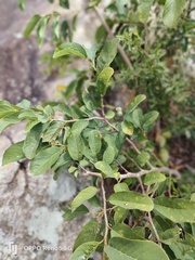 Annona senegalensis