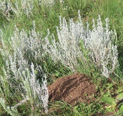 Helichrysum aureonitens