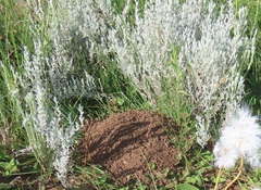 Helichrysum aureonitens