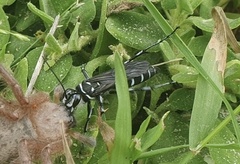 Turneromyia