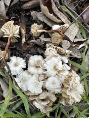 Marasmius albogriseus
