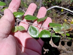 Petalostigma