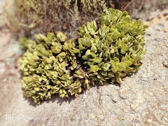 Crassula swaziensis