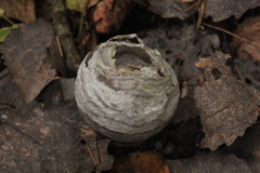 Vespinae