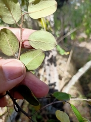 Petalostigma