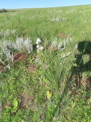 Helichrysum aureonitens