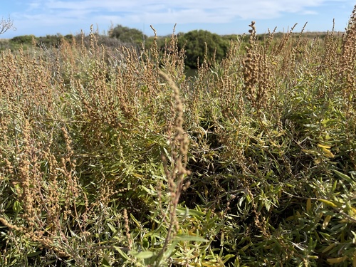 Atriplex paludosa, photograph 5