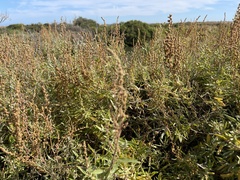 Atriplex paludosa