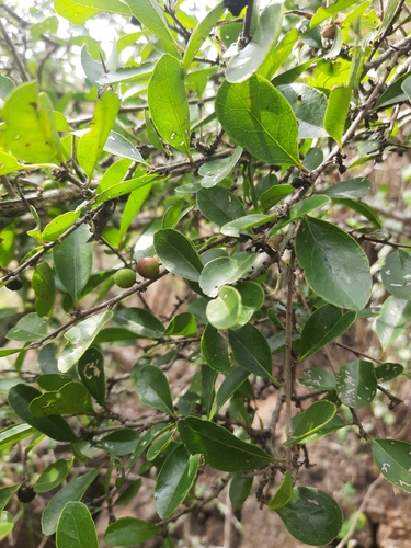Image of Flacourtia indica by no rights reserved