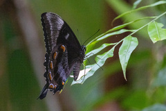 Papilio ulysses
