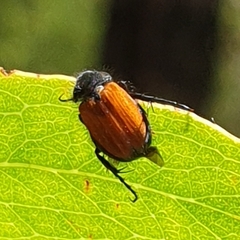 Phyllotocus macleayi