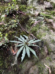 Stenoglottis