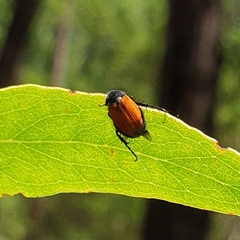 Phyllotocus macleayi