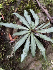 Stenoglottis