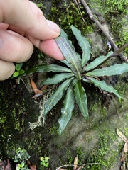 Stenoglottis