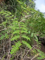 Pterolobium hexapetalum