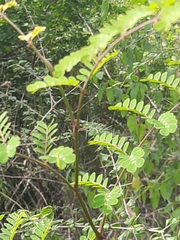 Pterolobium hexapetalum