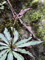 Stenoglottis