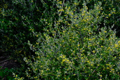 Corokia