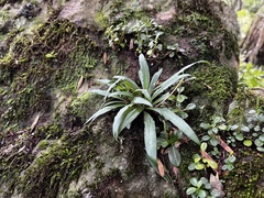 Stenoglottis