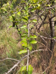 Canthium coromandelicum
