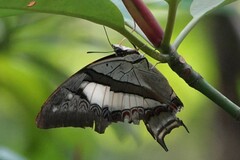 Polyura schreiber