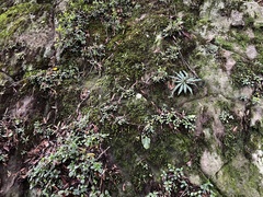 Stenoglottis